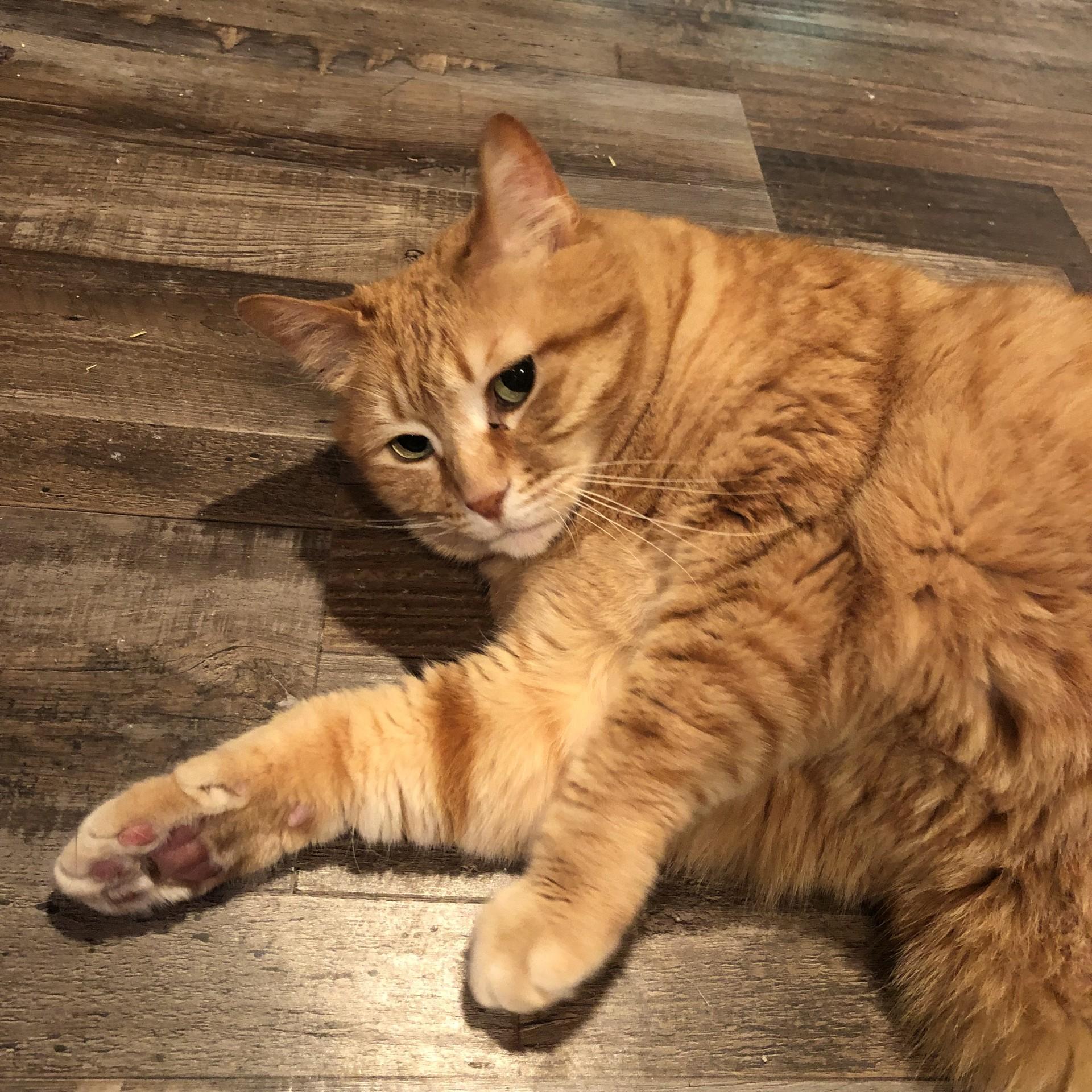 Josie, Adoptable, Adult Female Domestic Short Hair.