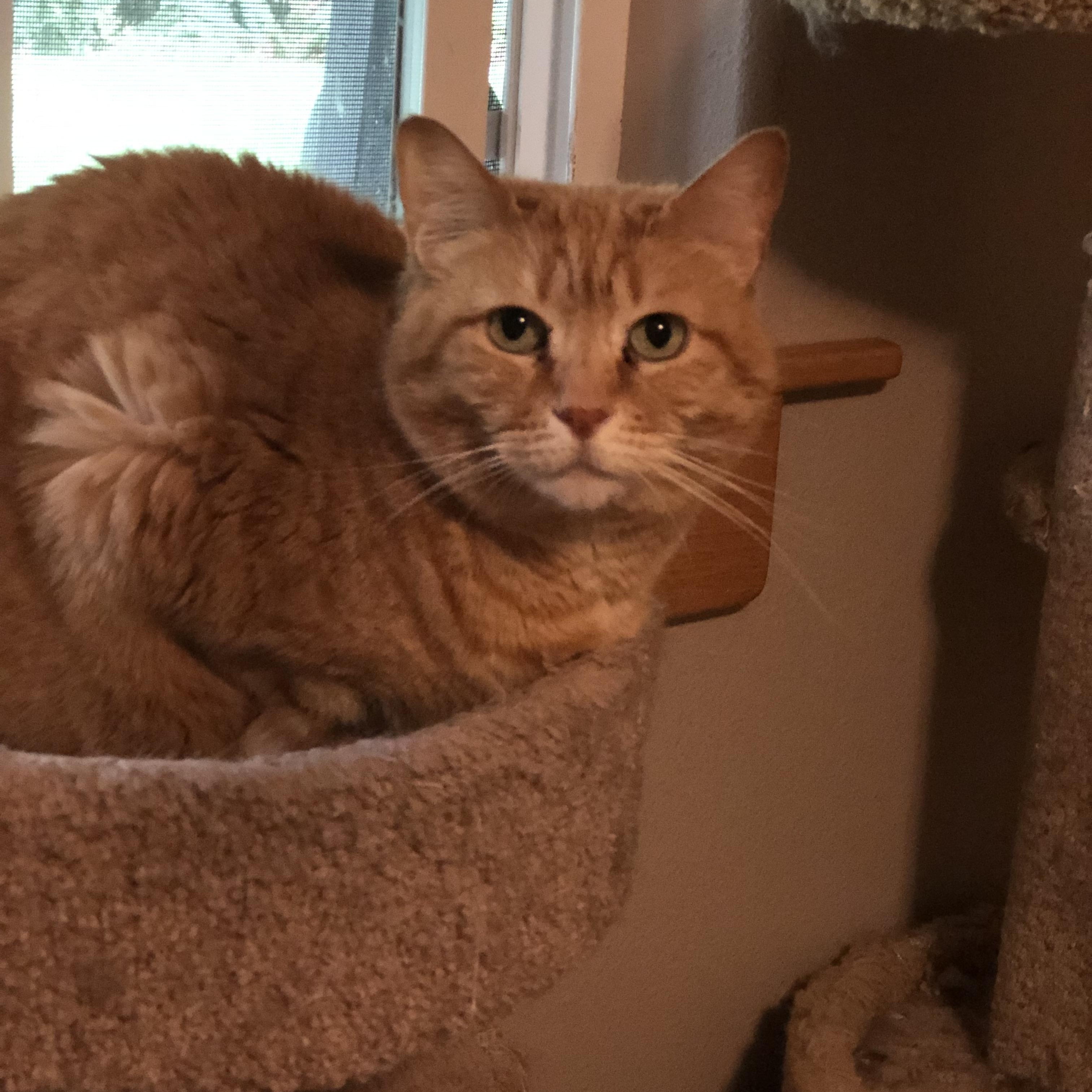 Josie, a Adoptable Domestic Short Hair in Puyallup, WA image 6/6