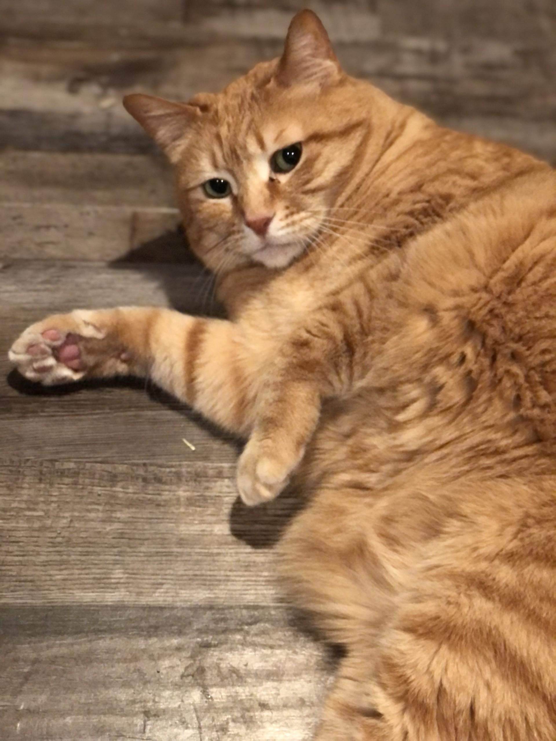 Josie, a Adoptable Domestic Short Hair in Puyallup, WA image 5/6