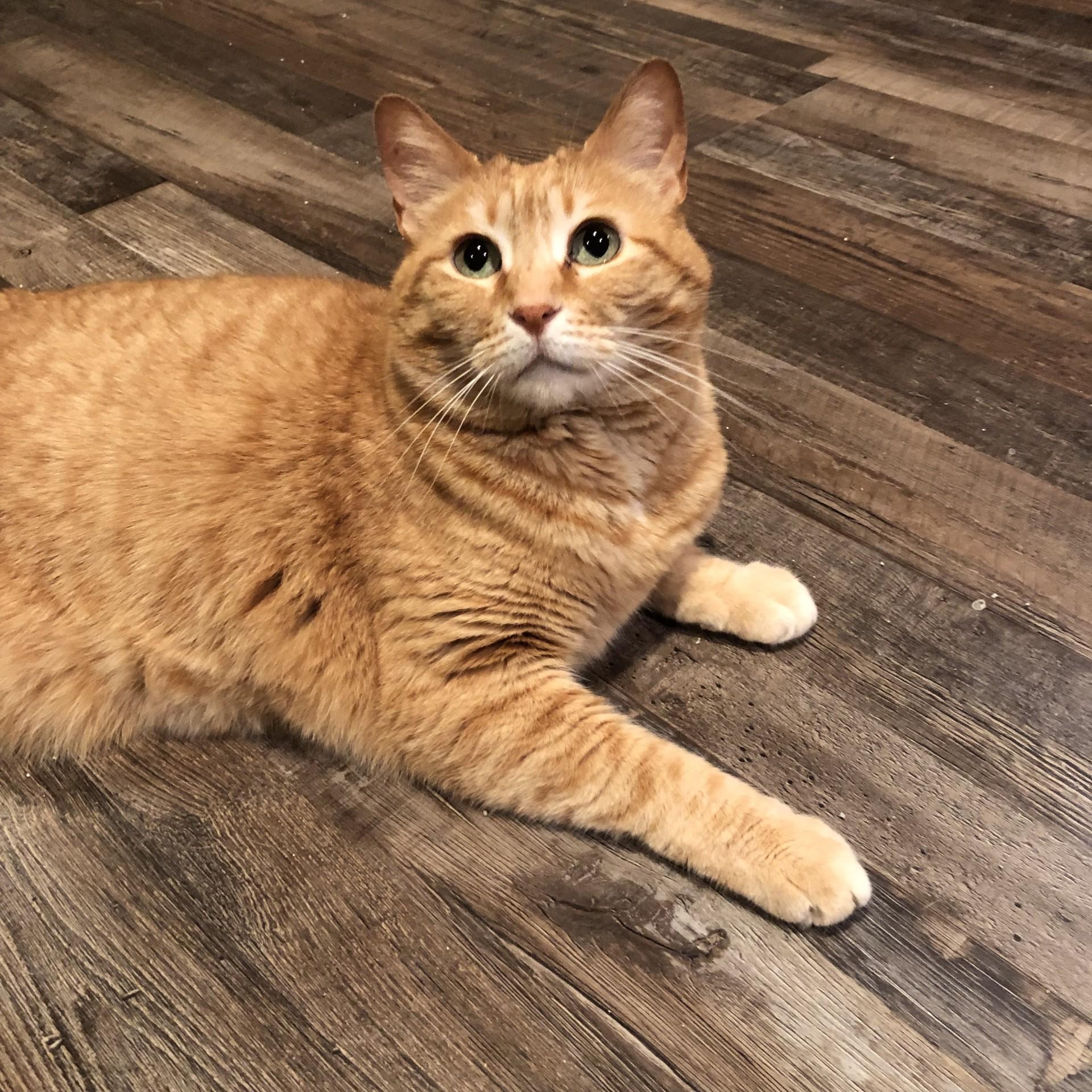 Josie, an adoptable Domestic Short Hair in Puyallup, WA, 98371 | Photo Image 1