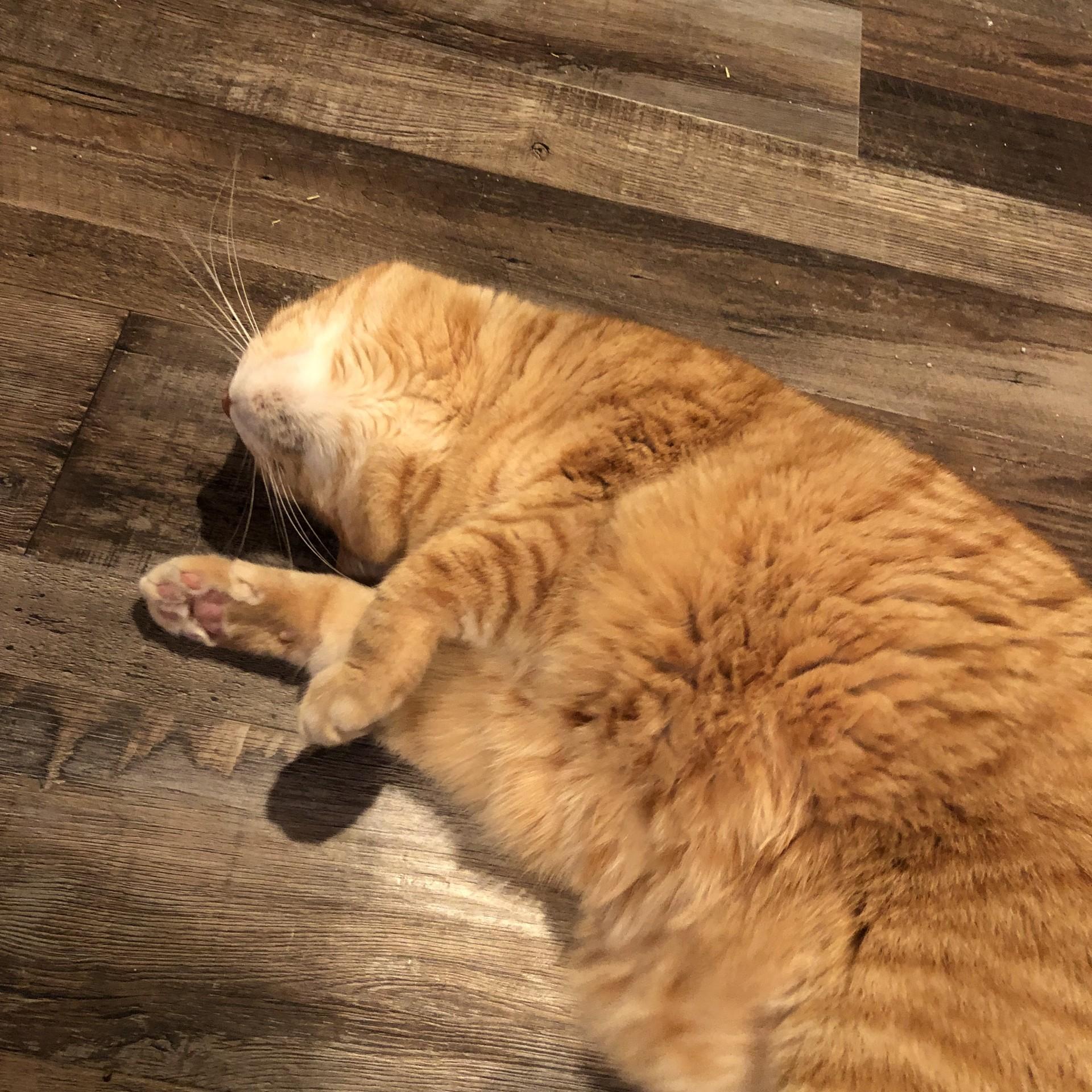 Josie, a Adoptable Domestic Short Hair in Puyallup, WA image 3/6