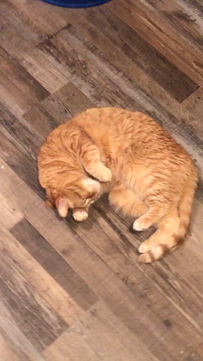 Enlarge Josie, a Adoptable Domestic Short Hair in Puyallup, WA video 2/6