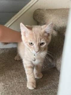 Enlarge TinMan, a Adopted Domestic Short Hair in Radford, VA image 2/4