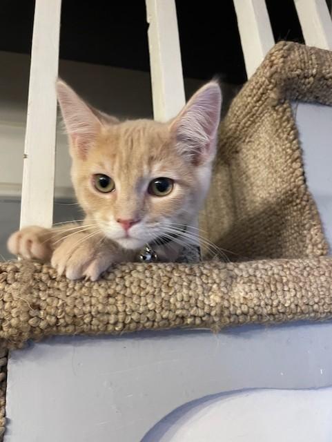 Enlarge TinMan, a Adopted Domestic Short Hair in Radford, VA image 1/4