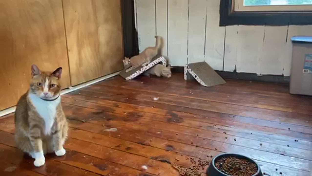 Enlarge TinMan, a Adopted Domestic Short Hair in Radford, VA video 4/4