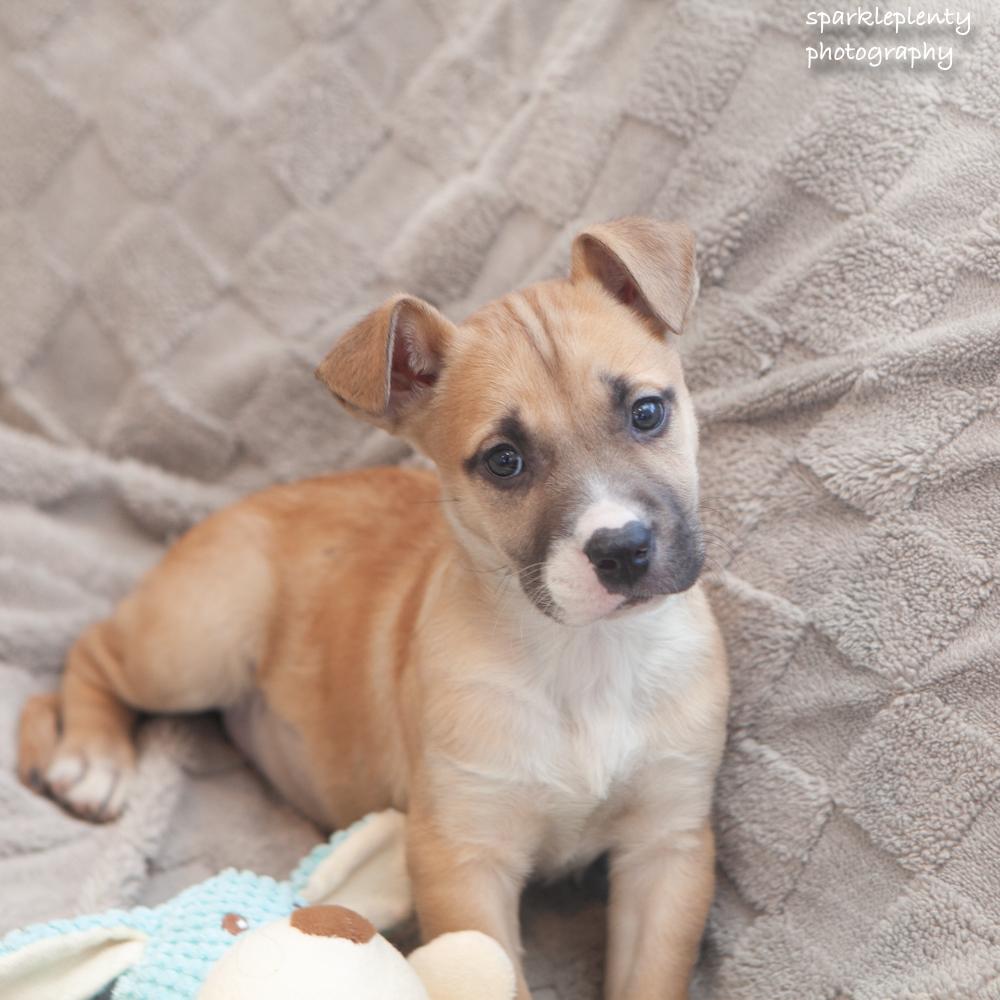 Toasty, an adopted Mixed Breed in Ridgefield, CT image 1/4