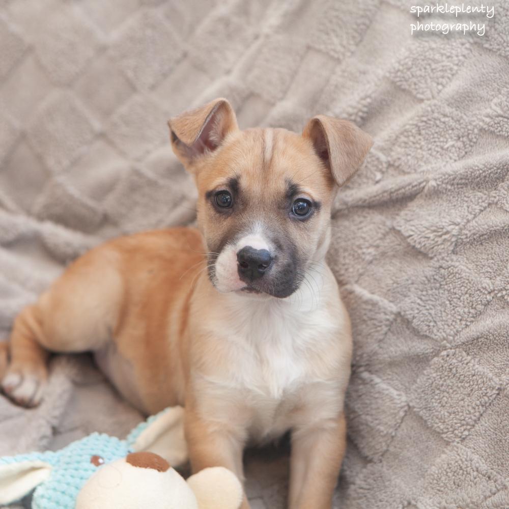 Toasty, an adopted Mixed Breed in Ridgefield, CT image 2/4