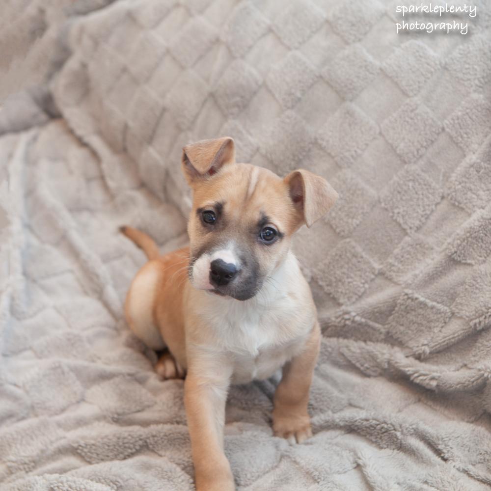 Toasty, an adopted Mixed Breed in Ridgefield, CT image 3/4