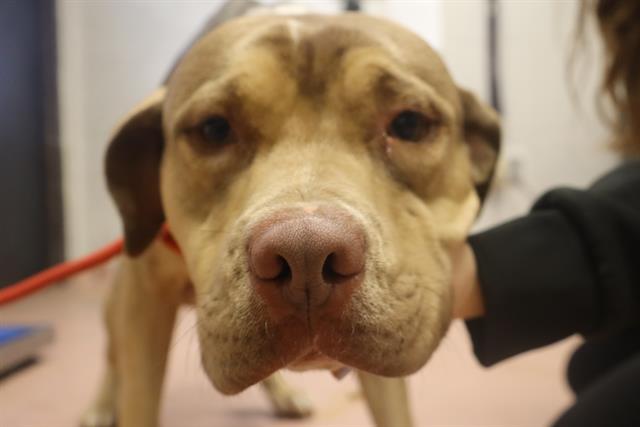 ARCHIE, Adoptable, Young Male Mixed Breed.