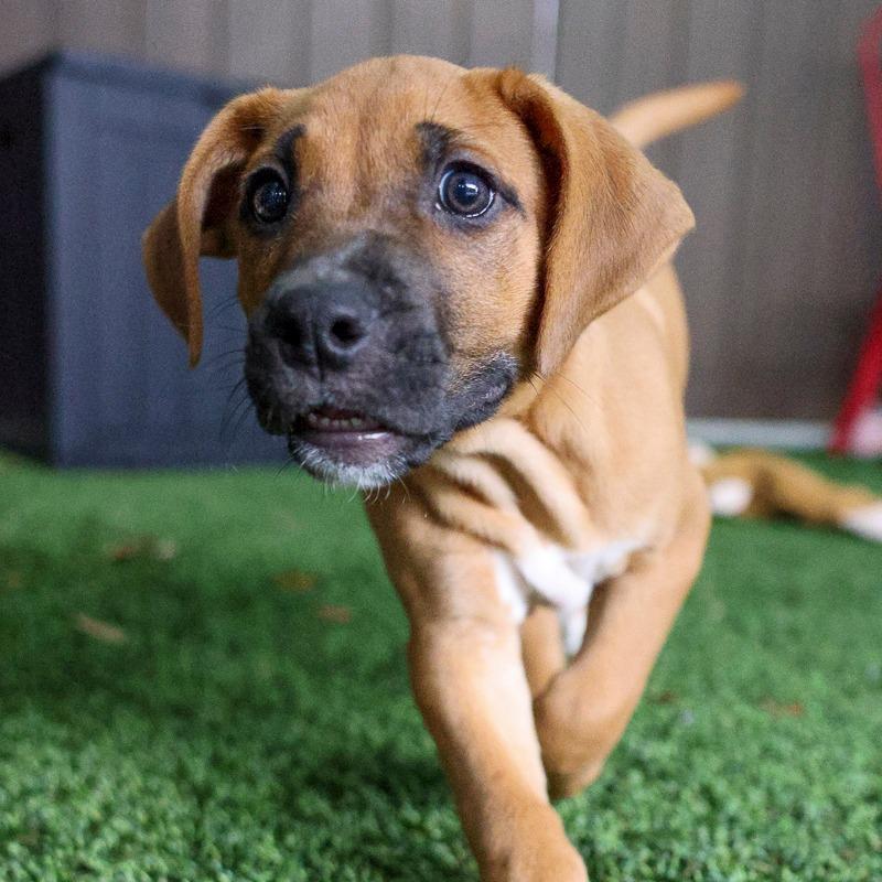 Enlarge Tagalongs, a Adoptable Retriever in Bradenton, FL image 1/1