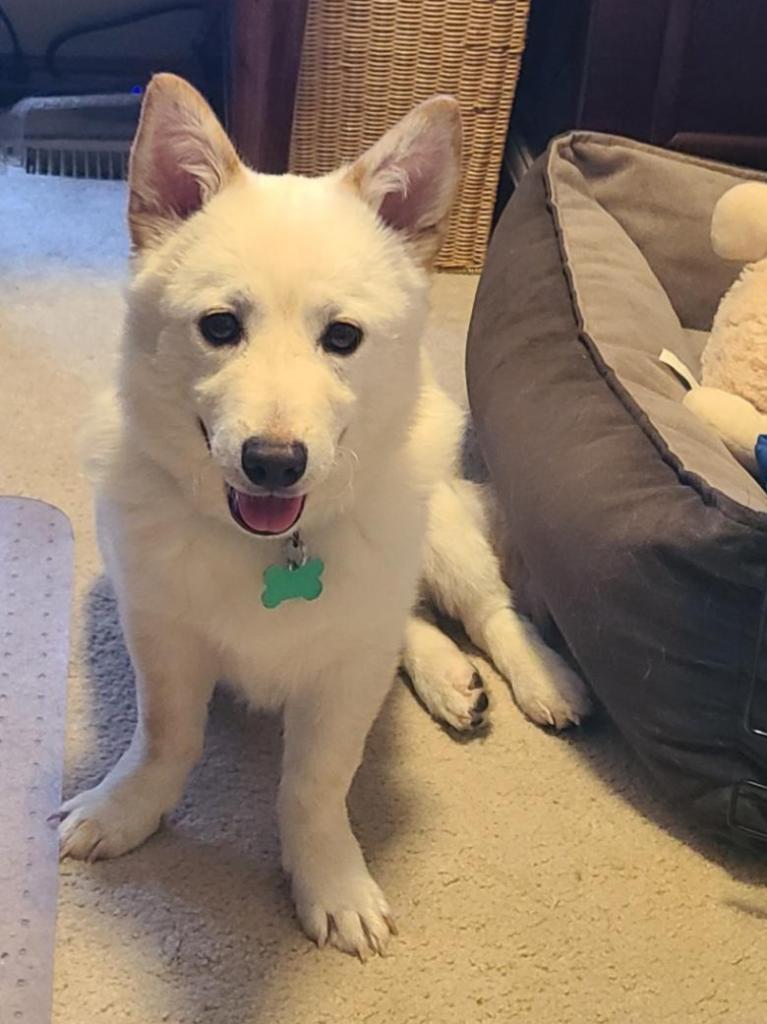 Aiden, Adoptable, Young Male Jindo.
