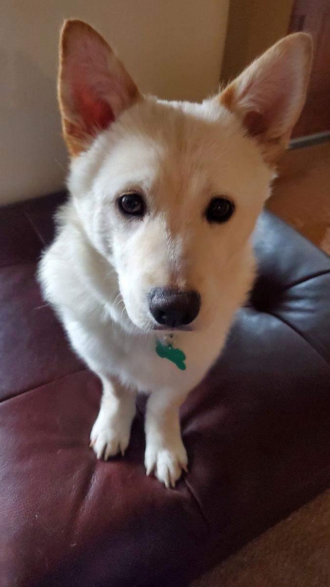 Enlarge Aiden, a Adoptable Jindo in Seattle, WA image 2/6