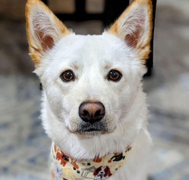 Enlarge Aiden, a Adoptable Jindo in Seattle, WA image 3/6