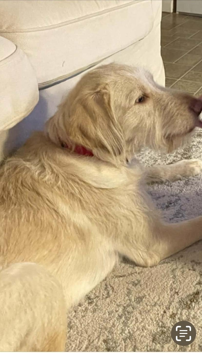 Enlarge Rivers, a ADOPTABLE Labradoodle in Totowa, NJ image 3/3