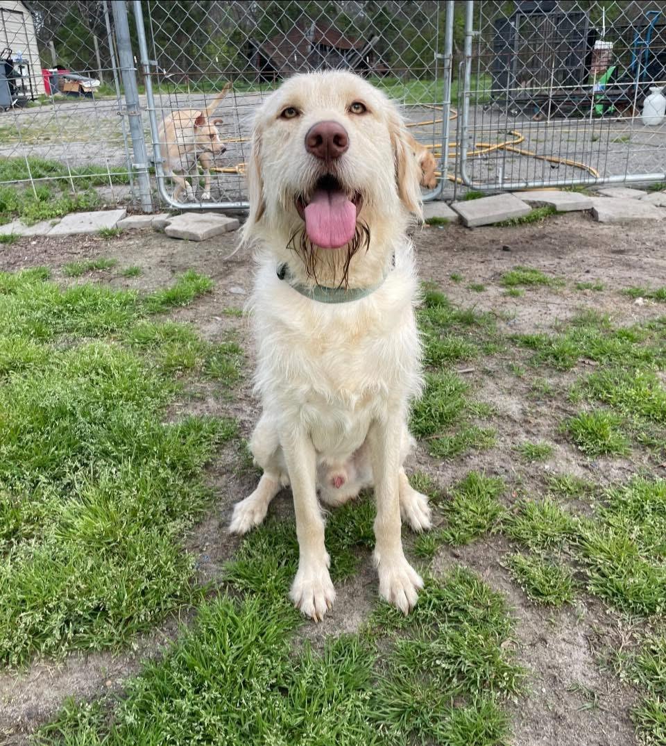 Rivers, ADOPTABLE, Young Male Labradoodle.