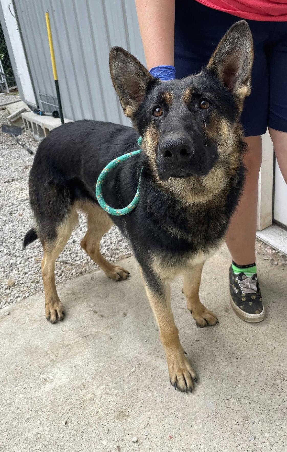 Ruby, Adoptable, Adult Female German Shepherd Dog.