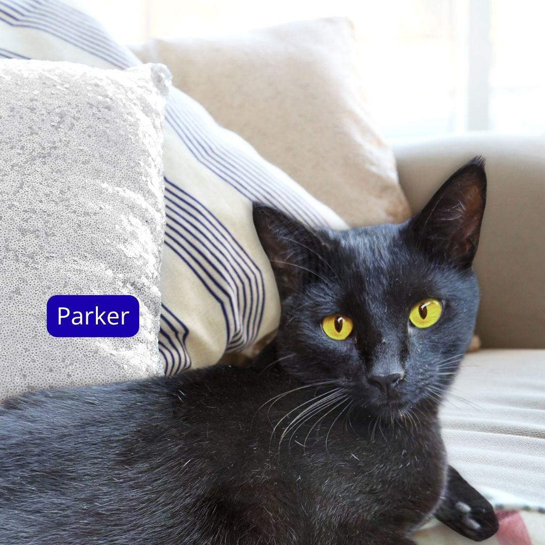 Enlarge Parker, an adopted Bombay in Nashville, TN image 3/5