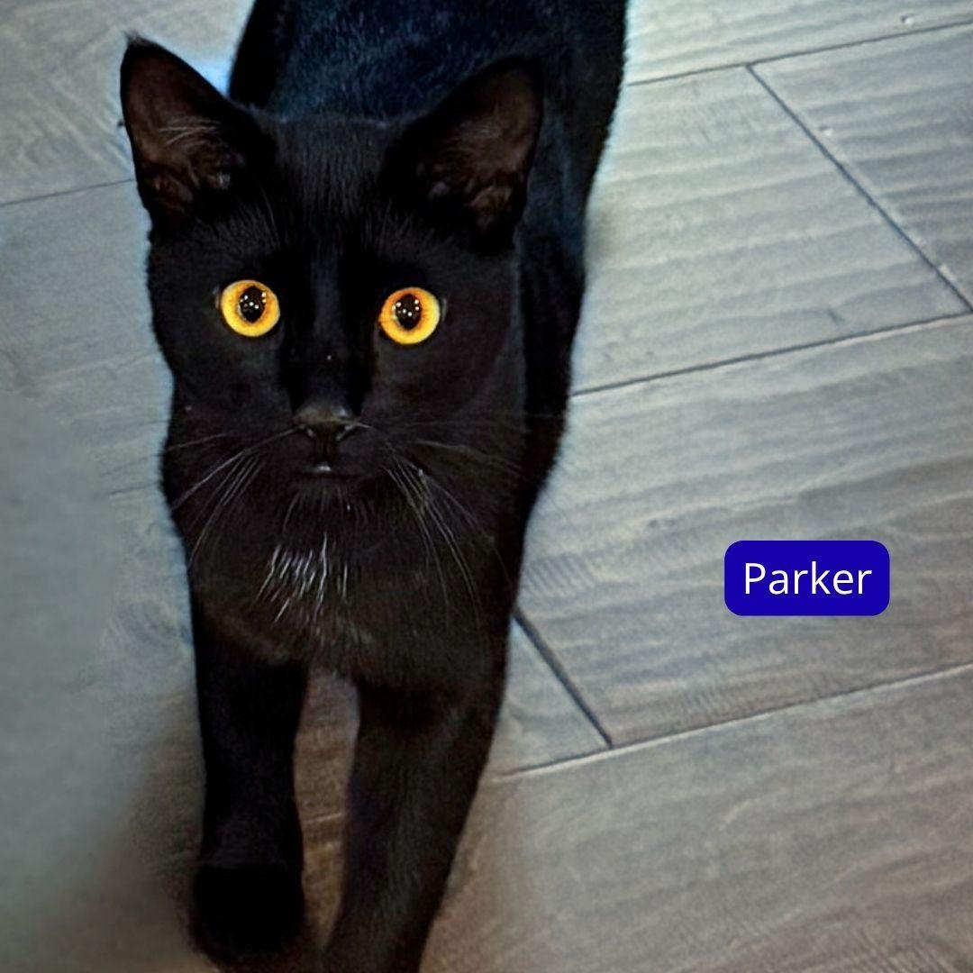 Enlarge Parker, an adopted Bombay in Nashville, TN image 4/5