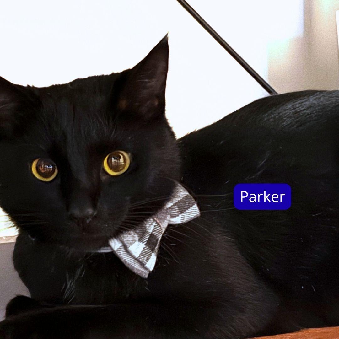 Enlarge Parker, an adopted Bombay in Nashville, TN image 5/5