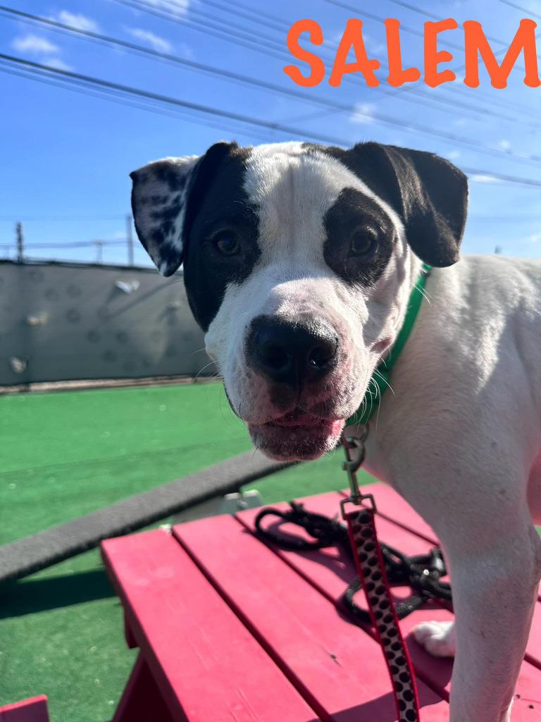 Enlarge Silas, a Adoptable mixed breed in Warren, MI image 1/6