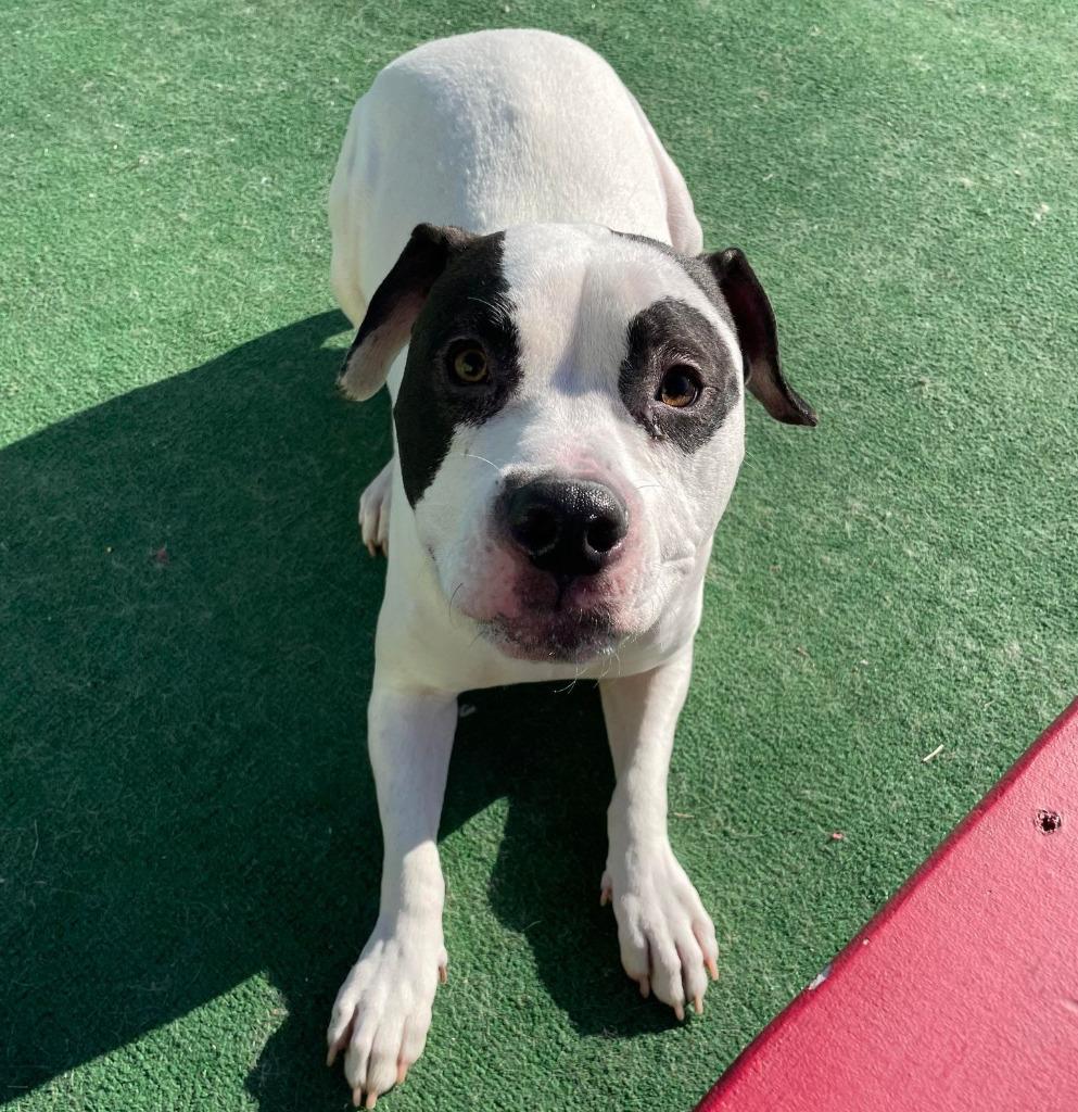 Silas, Adoptable, Adult Male Mixed Breed.