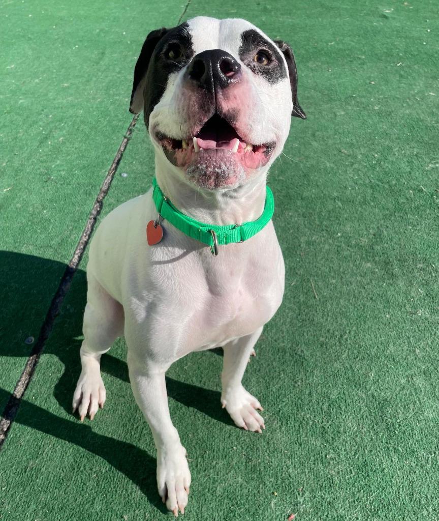 Enlarge Silas, a Adoptable mixed breed in Warren, MI image 2/6