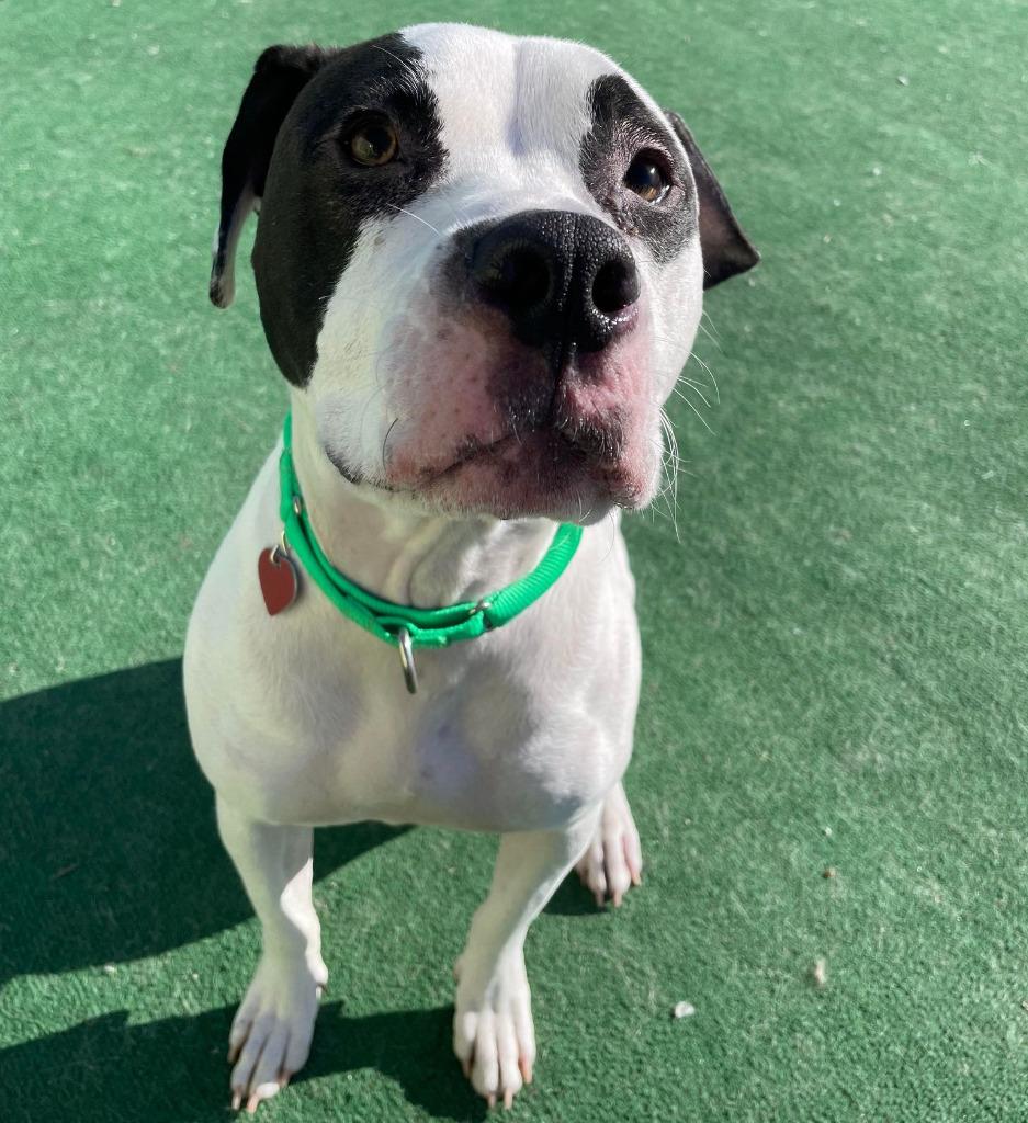 Enlarge Silas, a Adoptable mixed breed in Warren, MI image 4/6