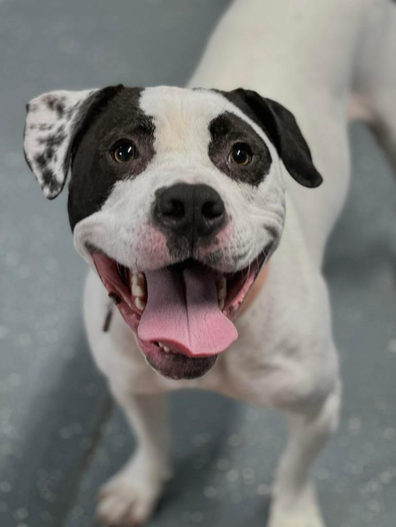 Enlarge Silas, a Adoptable mixed breed in Warren, MI image 5/6