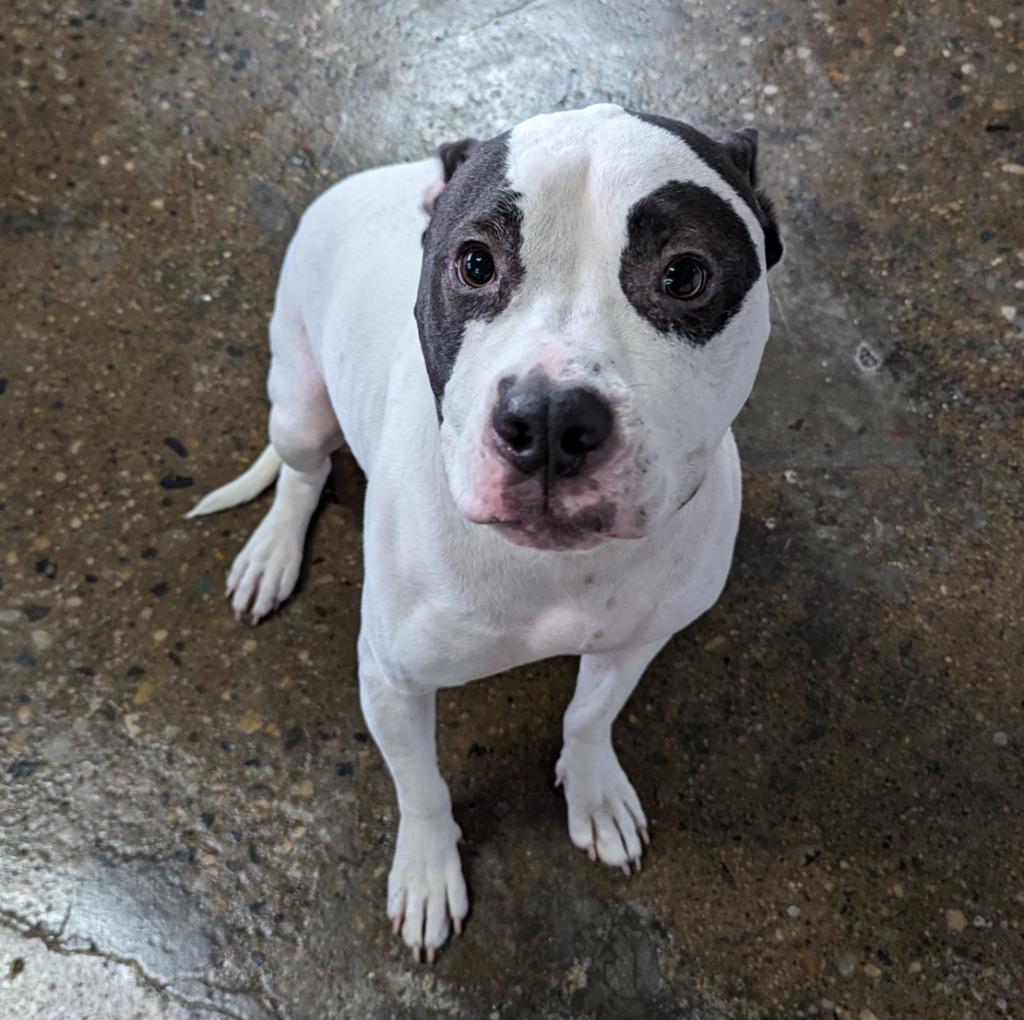 Enlarge Silas, a Adoptable mixed breed in Warren, MI image 6/6