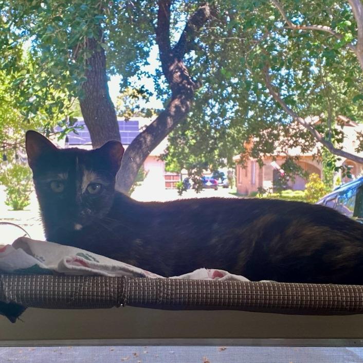 Caramel, Adoptable, Young Female Domestic Short Hair.