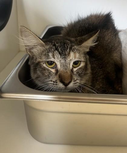 Brigitta- BONDED TO BITSY