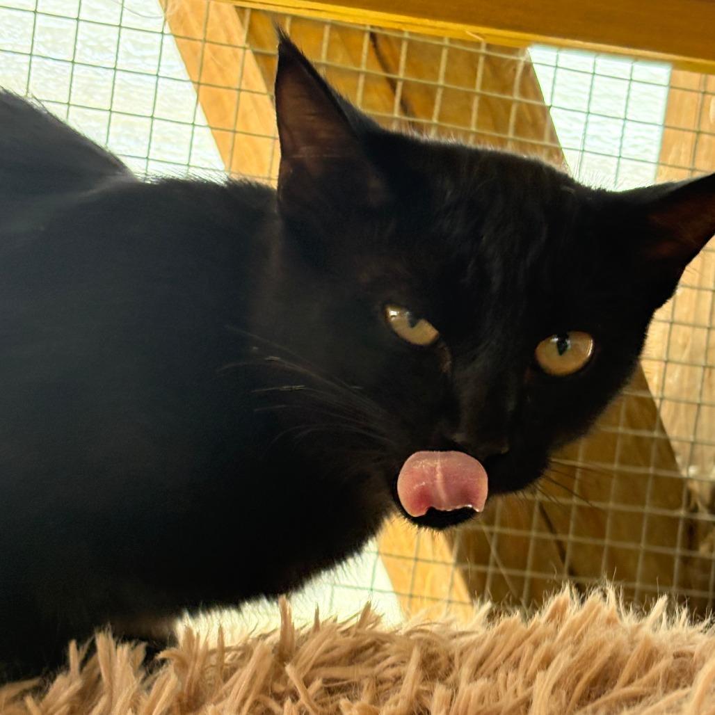 Enlarge Zelda, a Adoptable American Shorthair in Taos, NM image 1/3