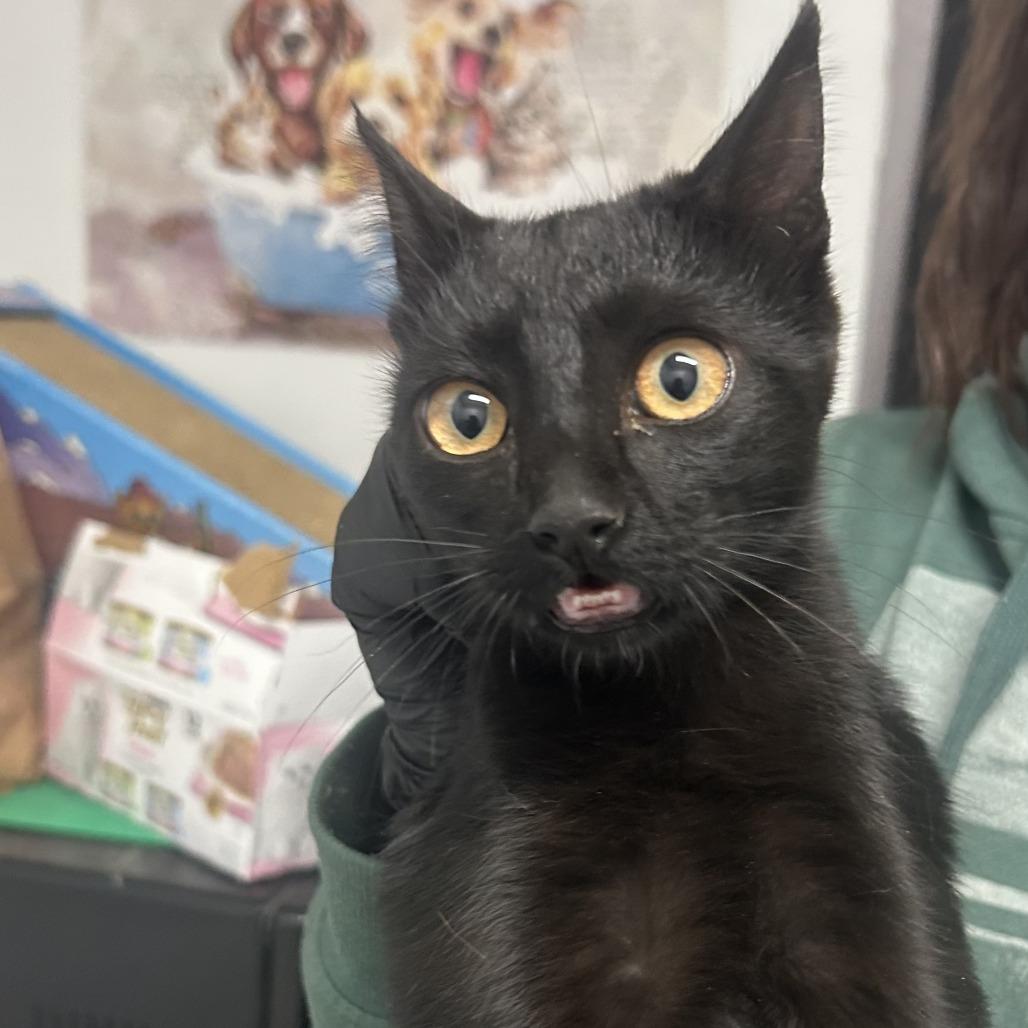 Enlarge Zelda, a Adoptable American Shorthair in Taos, NM image 2/3