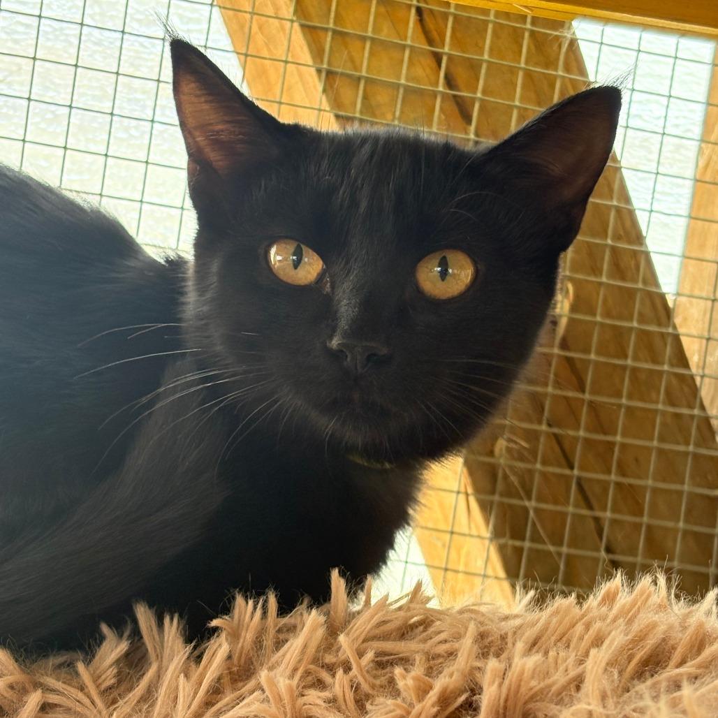 Enlarge Zelda, a Adoptable American Shorthair in Taos, NM image 3/3