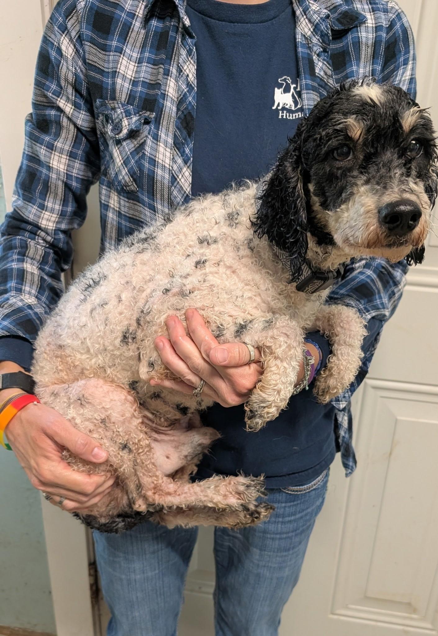 Pluto, a ADOPTABLE Poodle in Metropolis, IL image 2/2
