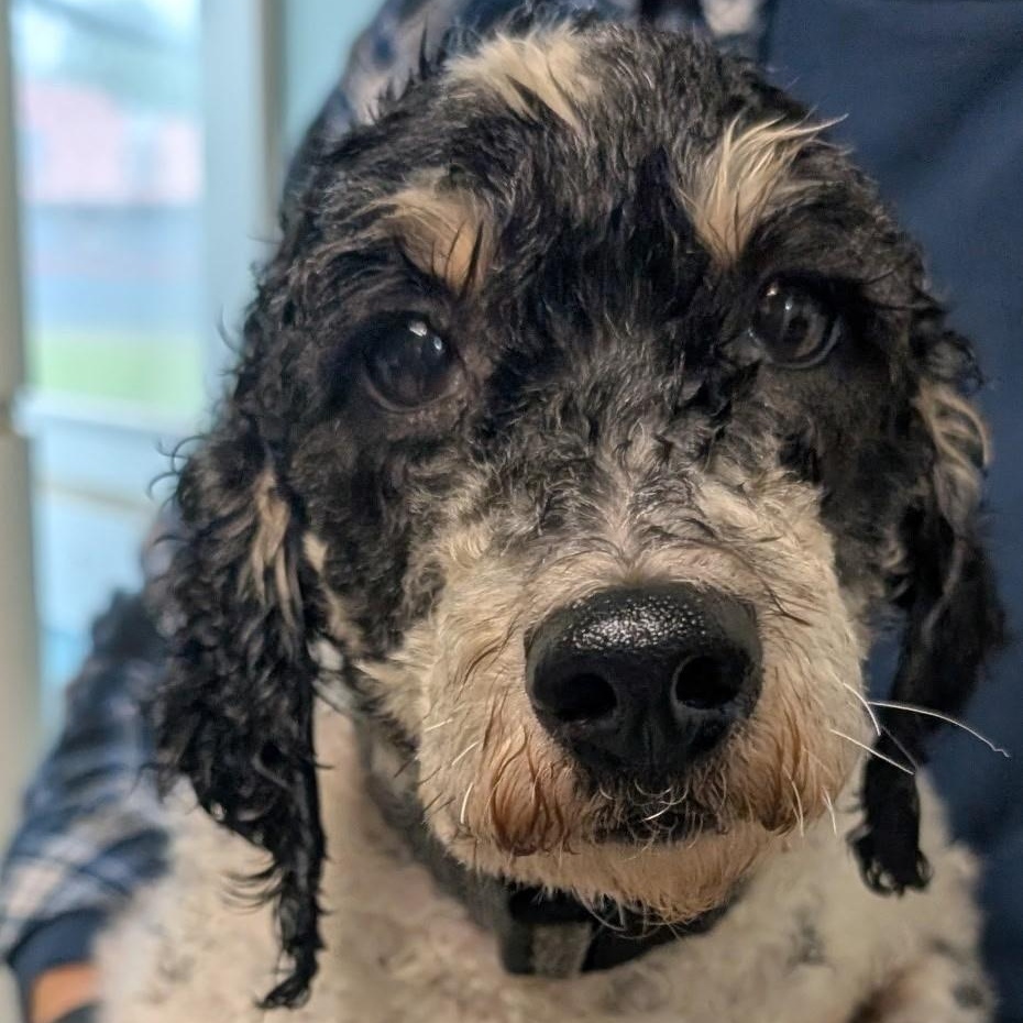 Pluto, a ADOPTABLE Poodle in Metropolis, IL image 1/2