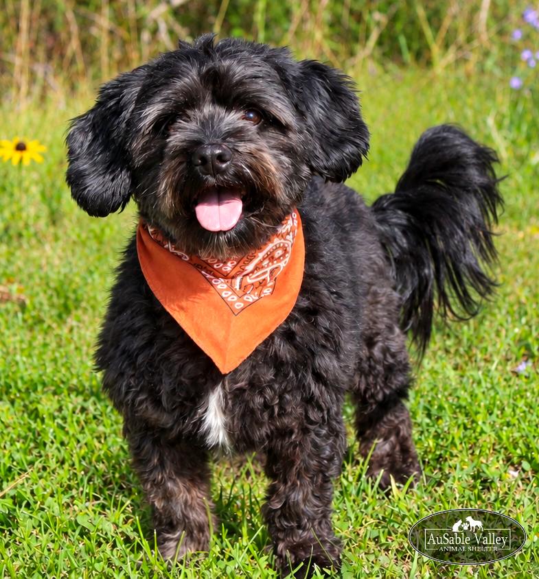 Enlarge Petey, a Adoptable Mixed Breed in Grayling, MI image 1/6