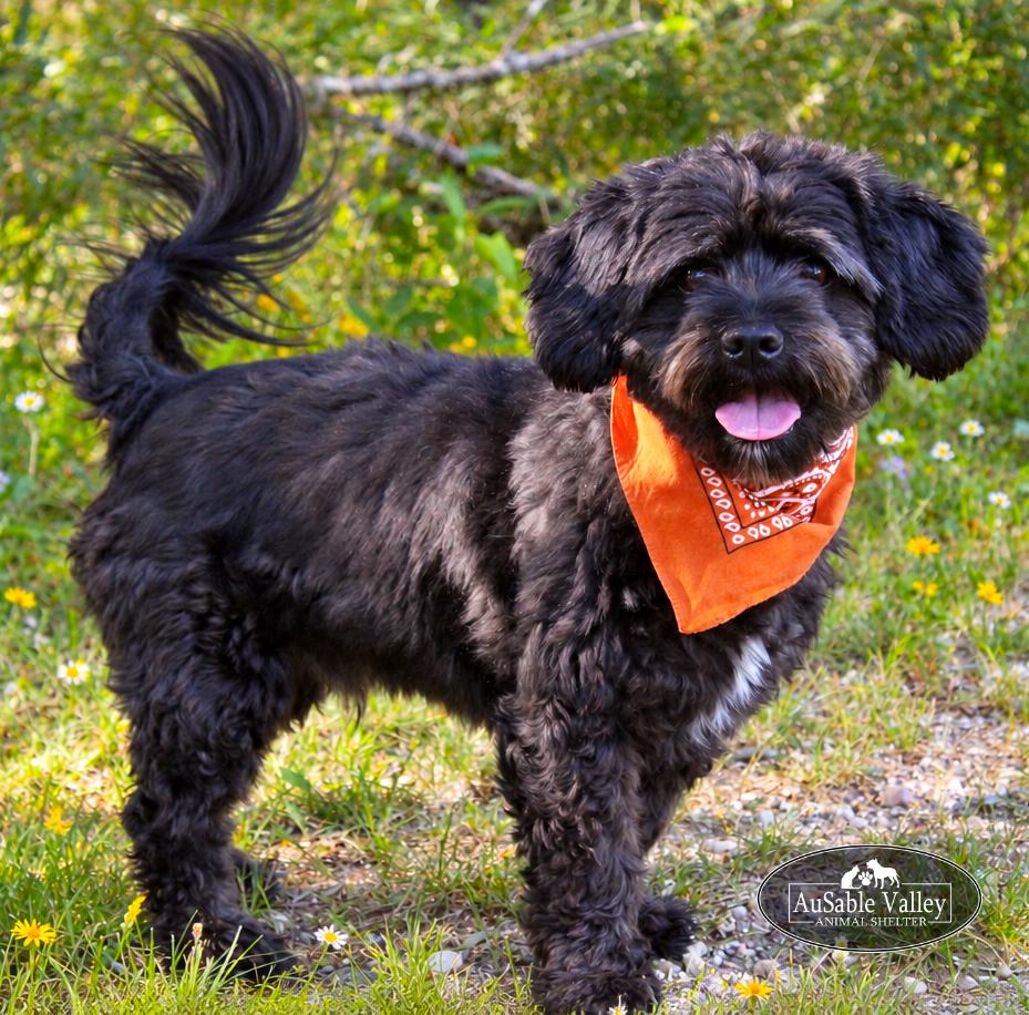 Enlarge Petey, a Adoptable Mixed Breed in Grayling, MI image 4/6