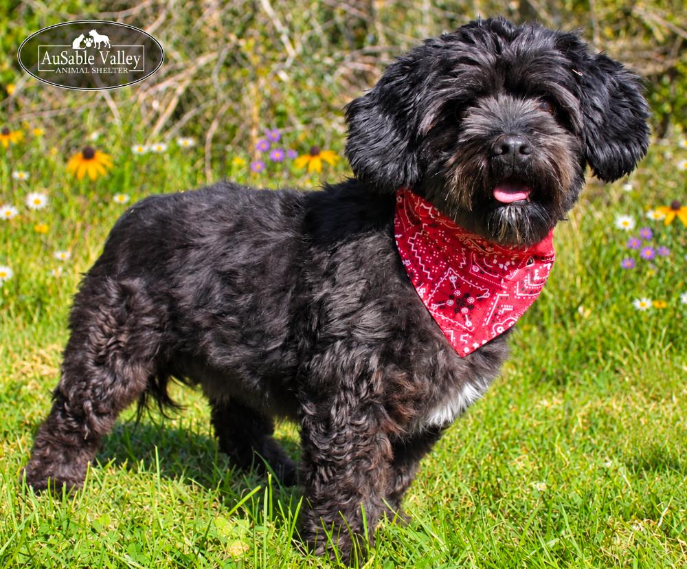 Enlarge Petey, a Adoptable Mixed Breed in Grayling, MI image 5/6
