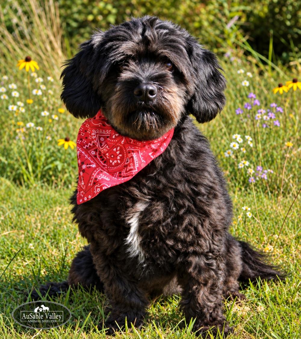 Enlarge Petey, a Adoptable Mixed Breed in Grayling, MI image 2/6