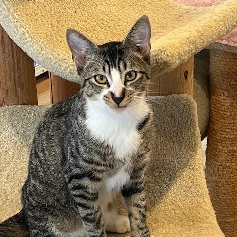 Enlarge Taco, a ADOPTABLE Domestic Short Hair in Spencer, MA image 1/1