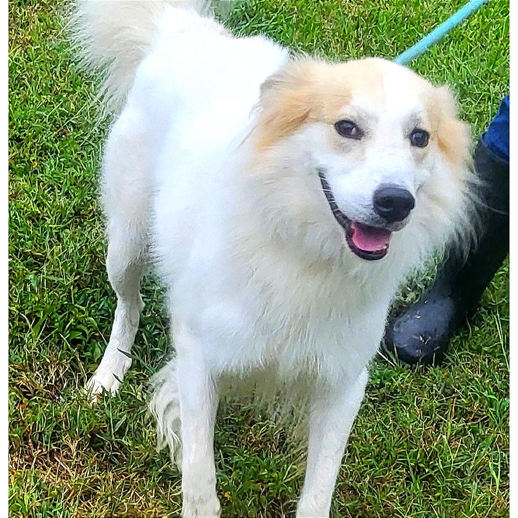 Teddy, a Adoptable Mixed Breed in Bentonville, AR image 1/2