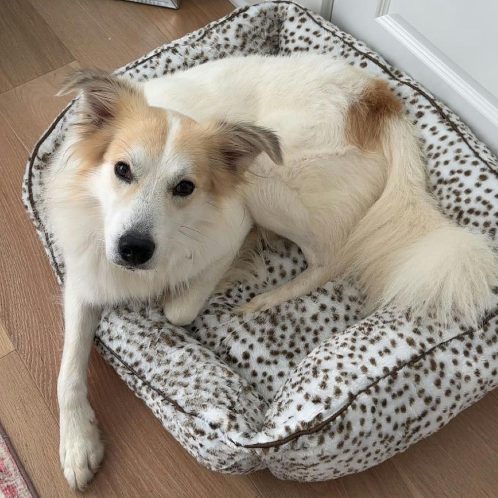 Teddy, a Adoptable Mixed Breed in Bentonville, AR image 2/2