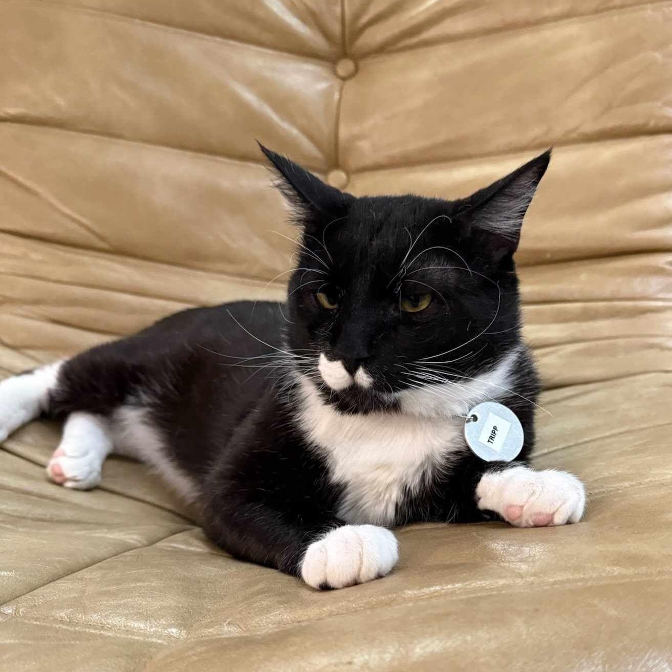 Tripp, a Adopted mixed breed in Houston, TX image 2/6