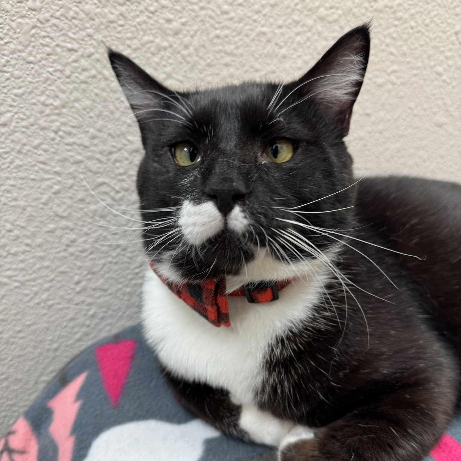 Tripp, Adopted, Adult Male Domestic Short Hair & Tuxedo.