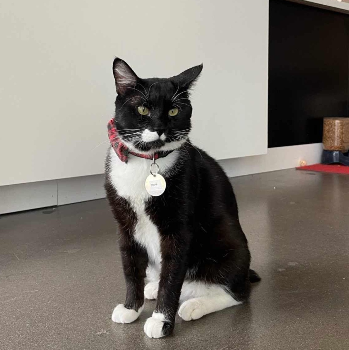 Tripp, a Adopted mixed breed in Houston, TX image 3/6