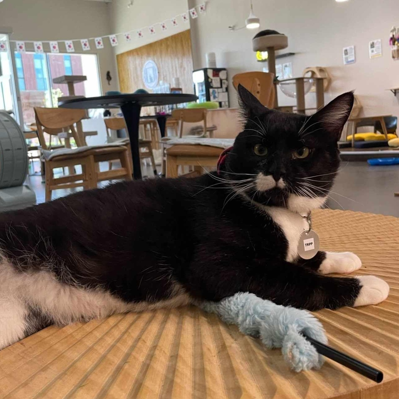 Tripp, a Adopted mixed breed in Houston, TX image 4/6