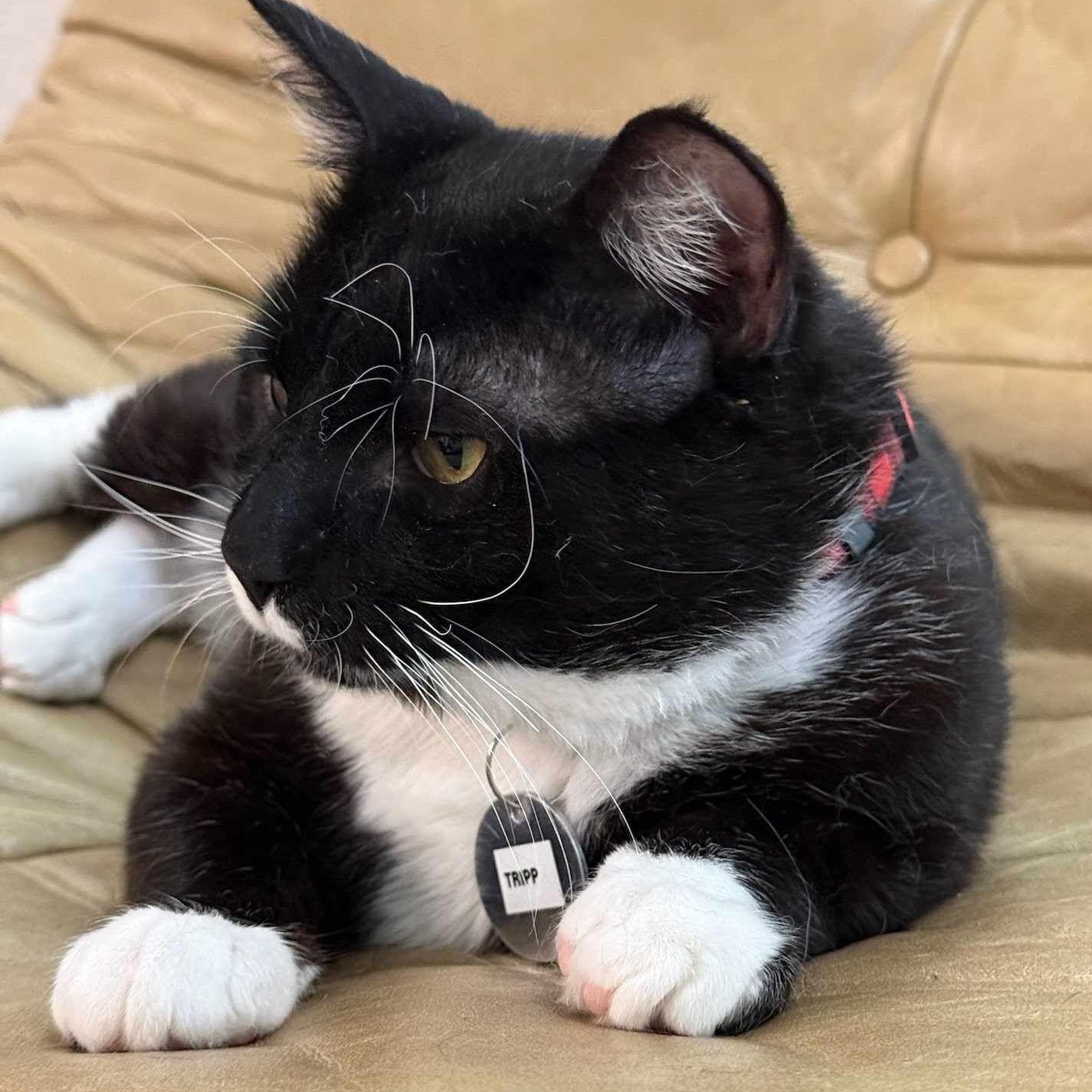 Tripp, a Adopted mixed breed in Houston, TX image 6/6