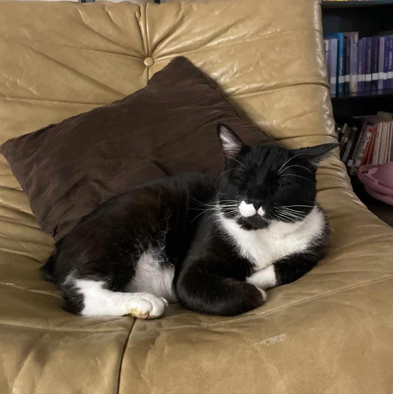 Tripp, a Adopted mixed breed in Houston, TX image 5/6