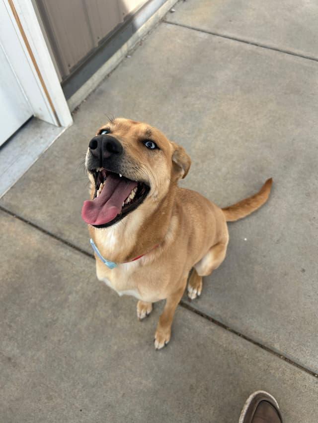 Sky, a ADOPTABLE mixed breed in Seward, NE image 2/2